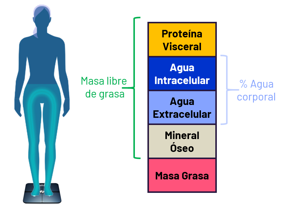 Interpretación De Datos De Valoraciones Con La Básculas De Bioimpedancia